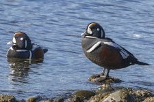 HarlequinDrakes9705.jpg HarlequinDrakes9705.jpg