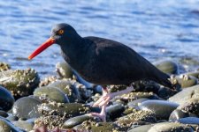 BlackOystercatcher9651.jpg BlackOystercatcher9651.jpg