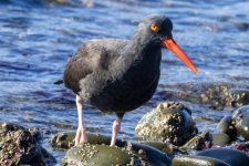 BlackOystercatcher9660.jpg BlackOystercatcher9660.jpg