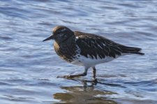C02BlackTurnstone9829.jpg C02BlackTurnstone9829.jpg