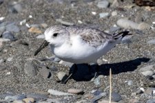 C04Sanderling9752.jpg C04Sanderling9752.jpg