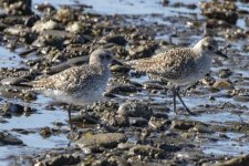 C03BlackBelliedPlovers9850.jpg C03BlackBelliedPlovers9850.jpg