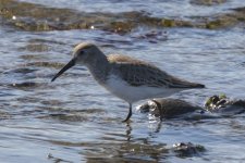 C07WesternSandpiper9817.jpg C07WesternSandpiper9817.jpg