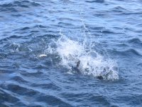 IMG_1213 copy.JPG