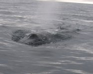 humpback copy.jpg