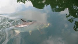 Tarpon.jpg