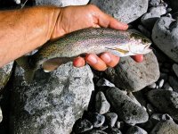 east Cascade rainbow 3.jpeg