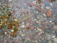 Montana River cutt.JPG.jpeg