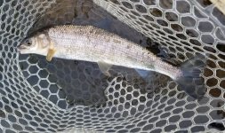 20220208_firstwhitefish.jpg
