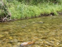 Idaho stream lie.JPG.jpeg