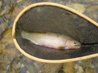 Idaho stream cutt.JPG.jpeg