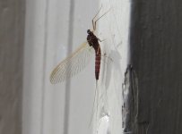 CB89C54C-B29E-47EA-9028-8E67A76FAF40.jpeg