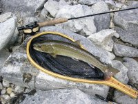 Bull trout 2.jpeg