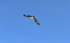 IMG_3263.jpeg