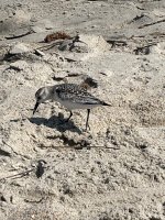 IMG_0646.jpeg