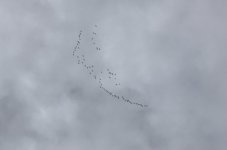 nestuccawhitefronts.jpg