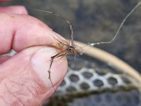 20240915_daddy_fly.jpg