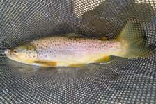 IMG_2937.jpeg