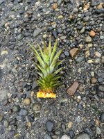 IMG_7618.jpeg