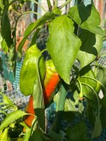 IMG_6294.jpeg