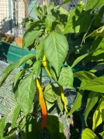 IMG_6293.jpeg