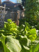 IMG_6296.jpeg