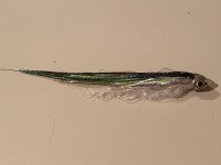 A06ShockAndAwe8652.jpg A06ShockAndAwe8652.jpg