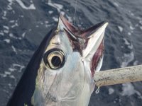 A14BuzzyTunaHeadShotP9140047.jpg A14BuzzyTunaHeadShotP9140047.jpg