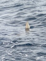 A18OceanSunfishP9140035.jpg A18OceanSunfishP9140035.jpg