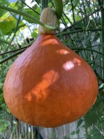 IMG_2276.jpeg