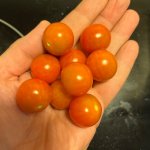 IMG_2674.jpeg