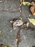 IMG_1137.jpeg