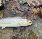 IMG_5238.jpeg