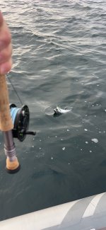 IMG_1700.jpeg