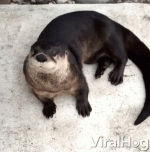 hahaha-lol.gif