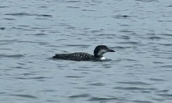 IMG_4141.jpeg