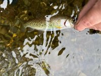 IMG_2164.jpeg