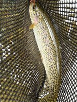 IMG_2170.jpeg