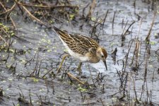 SharpTailedSandpiper9344Trim.jpg