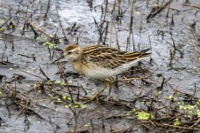 SharpTailedSandpiper9369Trim.jpg