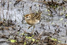 SharpTailedSandpiper9367Trim.jpg