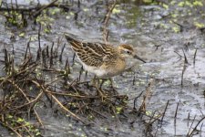 SharpTailedSandpiper9357Trim.jpg