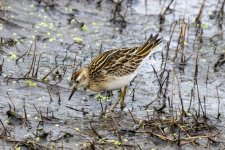 SharpTailedSandpiper9356Trim.jpg SharpTailedSandpiper9356Trim.jpg