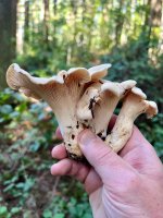 IMG_4138.jpeg