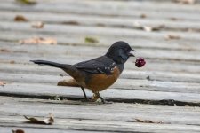 A02SpottedTowhee9388.jpg