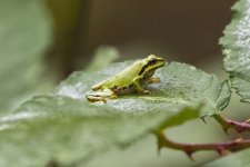 A01PacificTreeFrog9125.jpg