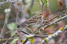 A04SavannahSparrow9151.jpg