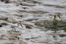 A06WesternSandpipers9184.jpg