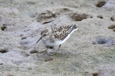 A07LeastSandpiper9219.jpg