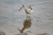 A08GreaterYellowlegs9173.jpg